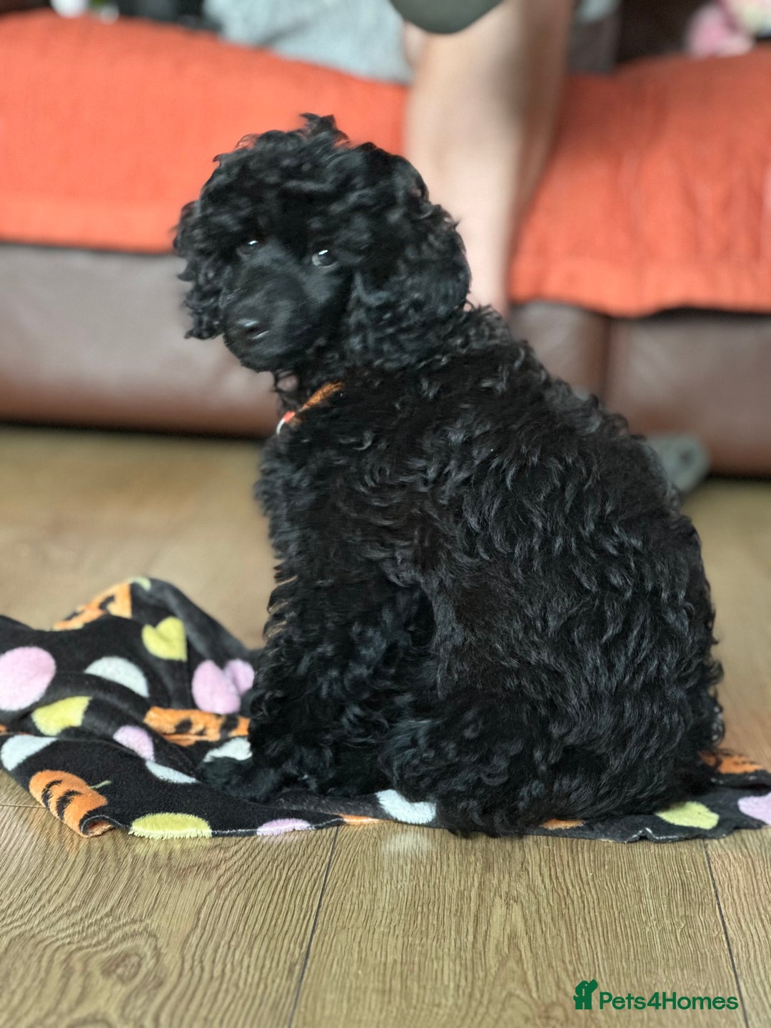 Miniature Poodle dogs for sale: Miniature Poodle Puppies – Ready Now!  - Image 10