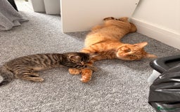 Siamese cats for sale: Lynx point Siamese  - Image 1
