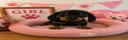 Miniature Dachshund dogs for sale: ** PRA CLEAR MINI DACHSHUND PUPPIES ** - Advert 7