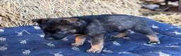 German Shepherd dogs for sale: German Shepherd x DDR GSD Puppies **READY TO GO* - Advert 15