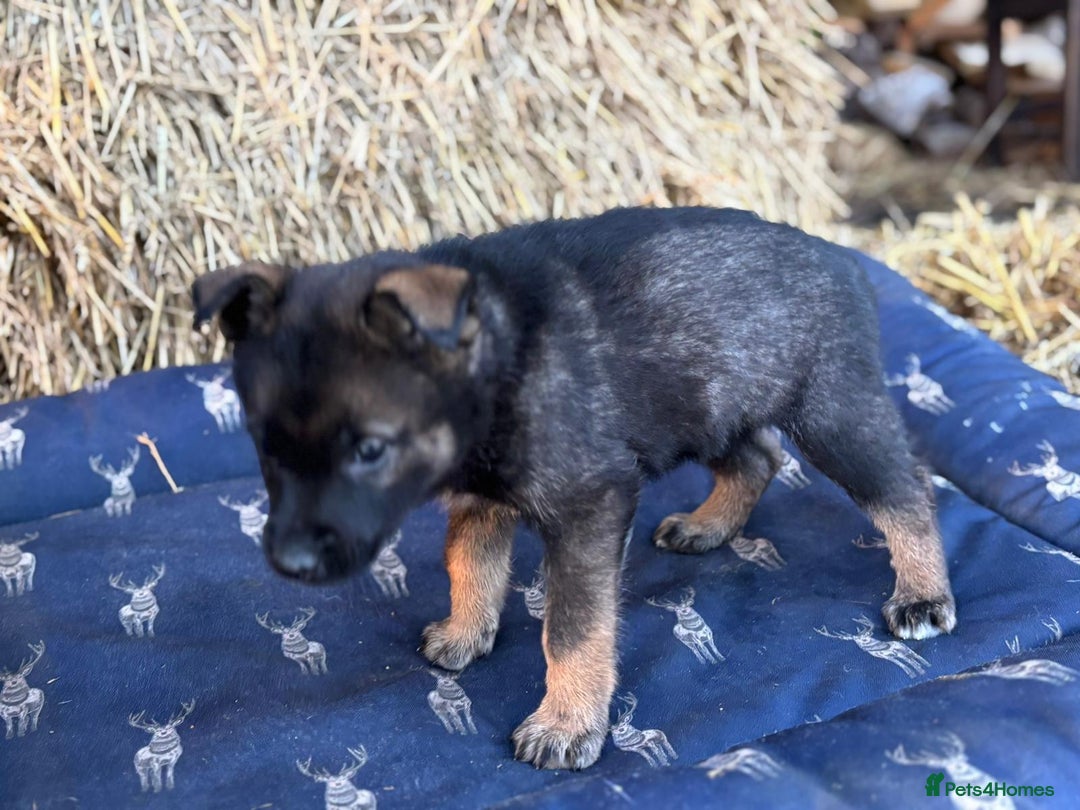German Shepherd dogs for sale: German Shepherd x DDR GSD Puppies **READY TO GO* - Advert 15