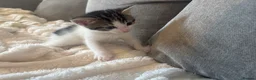 Mixed Breed cats for sale: Male kittens  - Advert 4