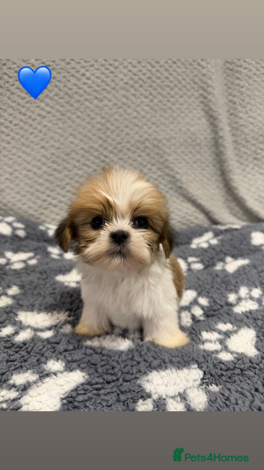 Lhasa Apso dogs for sale: Lhasa apso puppies 🐶 - Advert 1