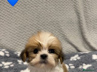 Lhasa Apso dogs Lhasa apso puppies 🐶 - Advert 1