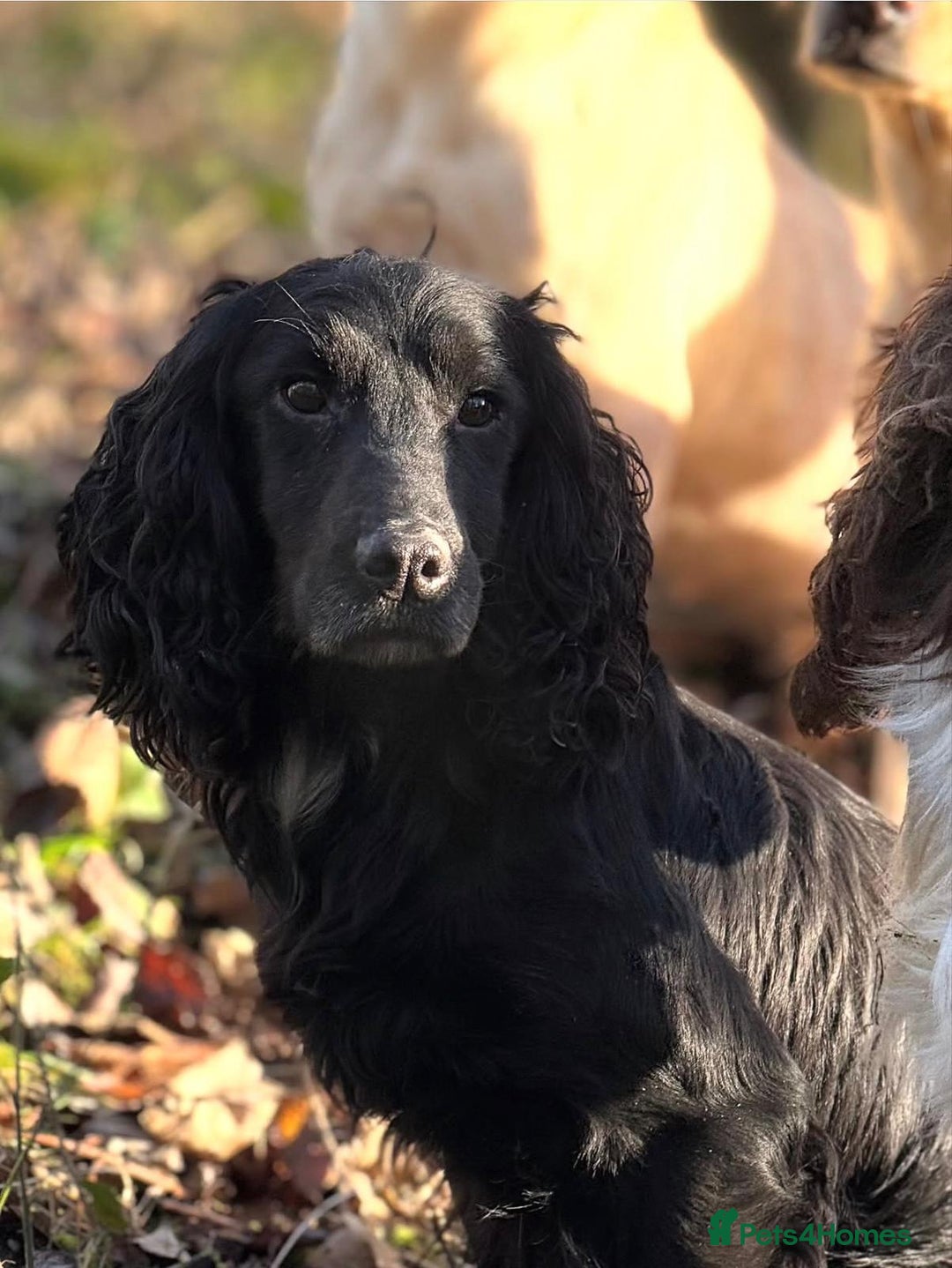 Cocker Spaniel dogs for sale: KC Registered Working Cocker Puppies  - Advert 12