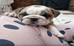 English Bulldog dogs for stud: Red Bulldog Stud - Image 24