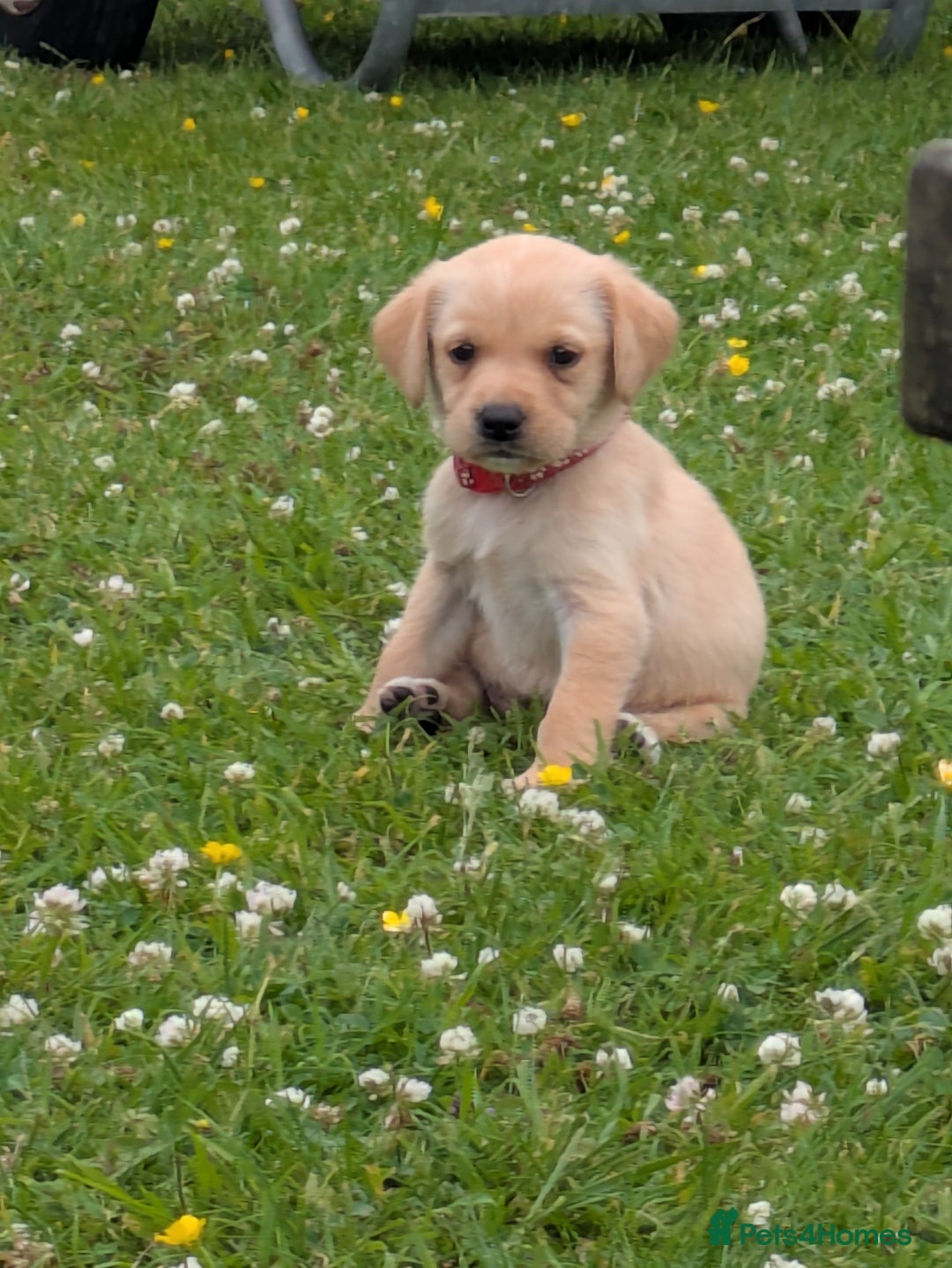 Labrador Retriever dogs for sale: Healthy Adorable kC registered Labrador puppies  - Image 12