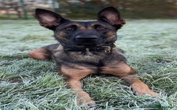 Belgian Shepherd Dog dogs for sale: 5 month old NVBK mali!!  - Image 4