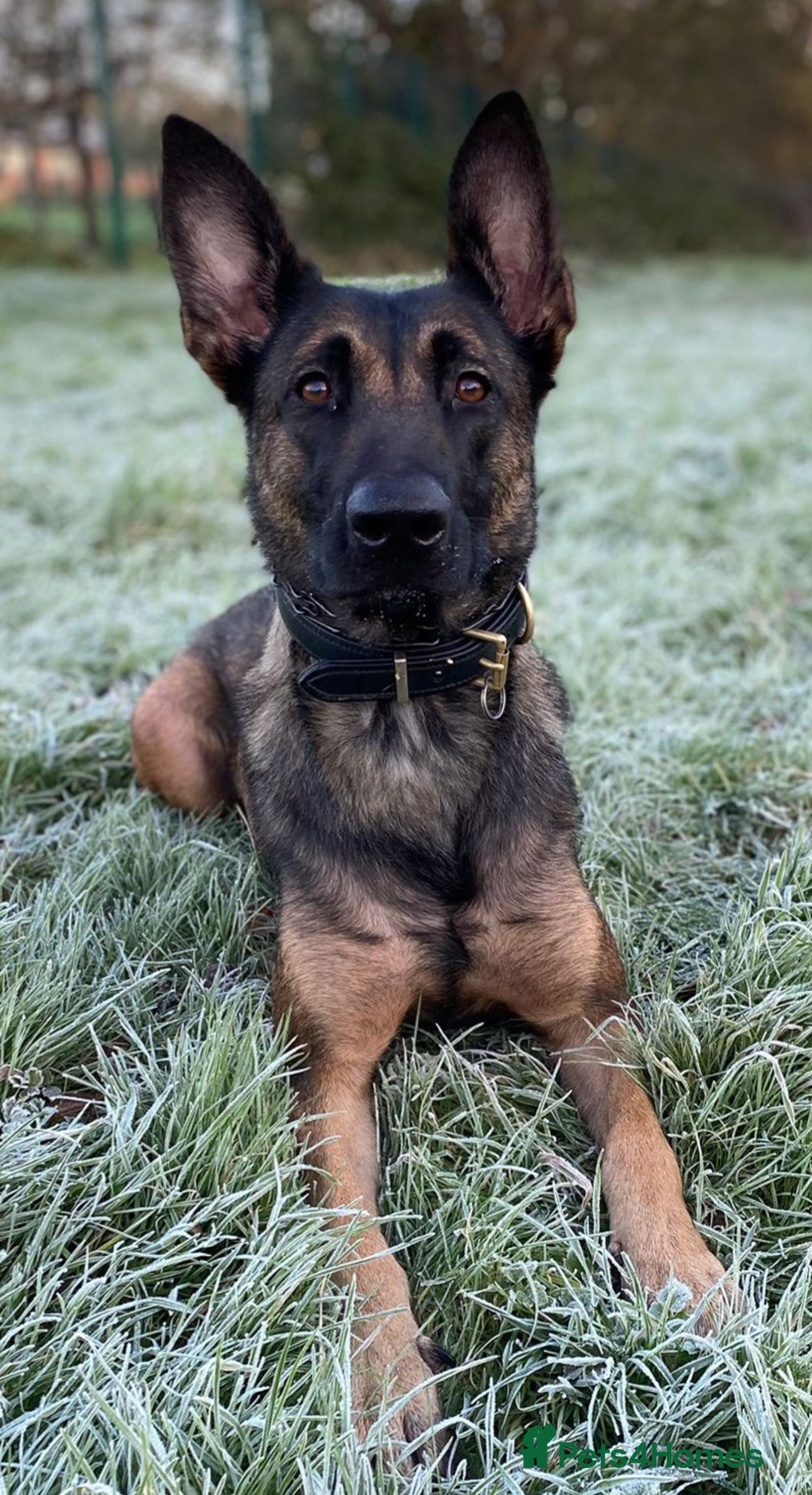 Belgian Shepherd Dog dogs for sale: 5 month old NVBK mali!!  - Image 4