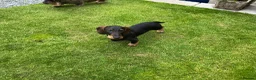 Dachshund dogs for sale: Standard Wirehaired Dachshund Puppy - Advert 9