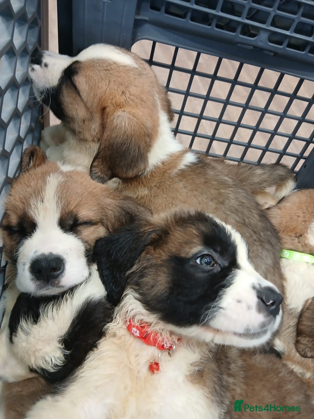 Saint Bernard dogs for sale: Saint Bernard puppies  - Image 25