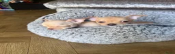 Chihuahua dogs for sale: READY NOW - 2 BOYS LEFT!! - Advert 7