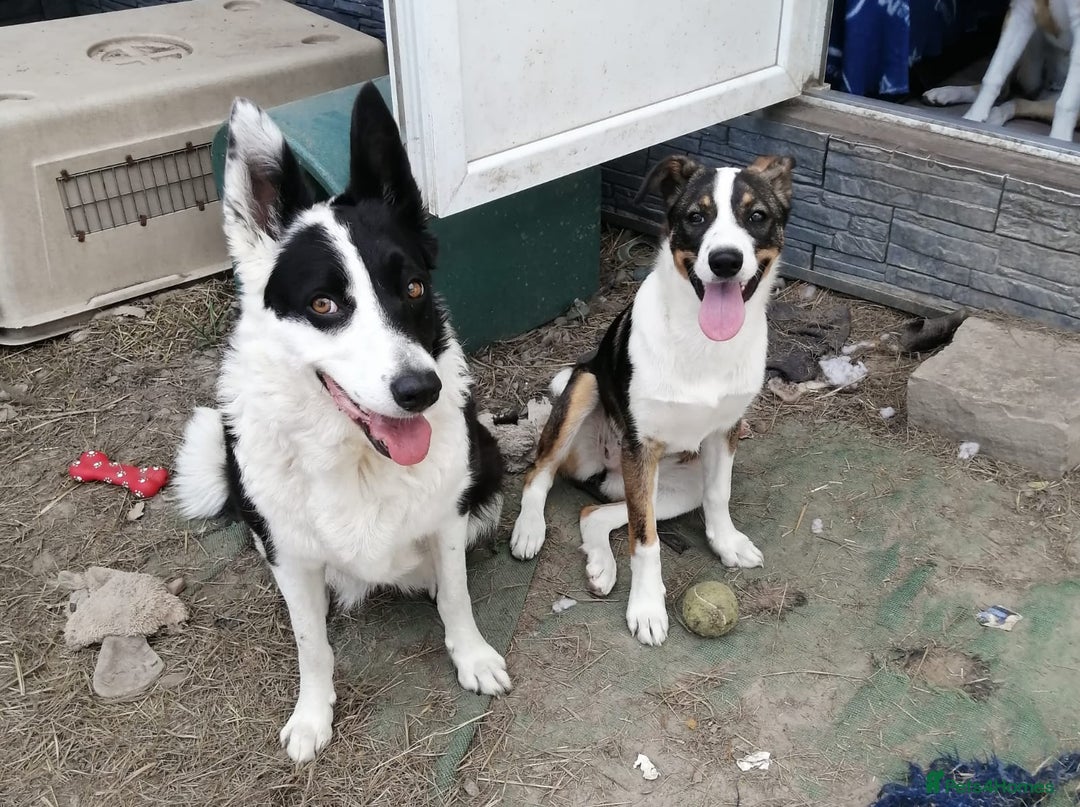 Mixed Breed dogs for adoption: 💖🐶 SESI 🐶💖 - Image 10