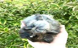 Guinea Pig rodents for sale: Long haired Guinea Pigs For Sale - Image 9