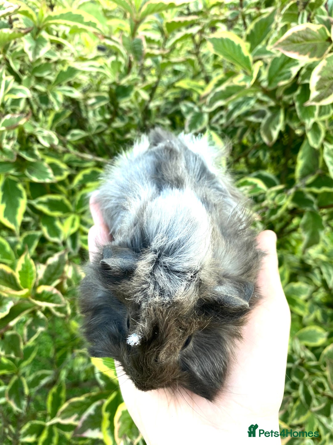 Guinea Pig rodents for sale: Long haired Guinea Pigs For Sale - Image 9