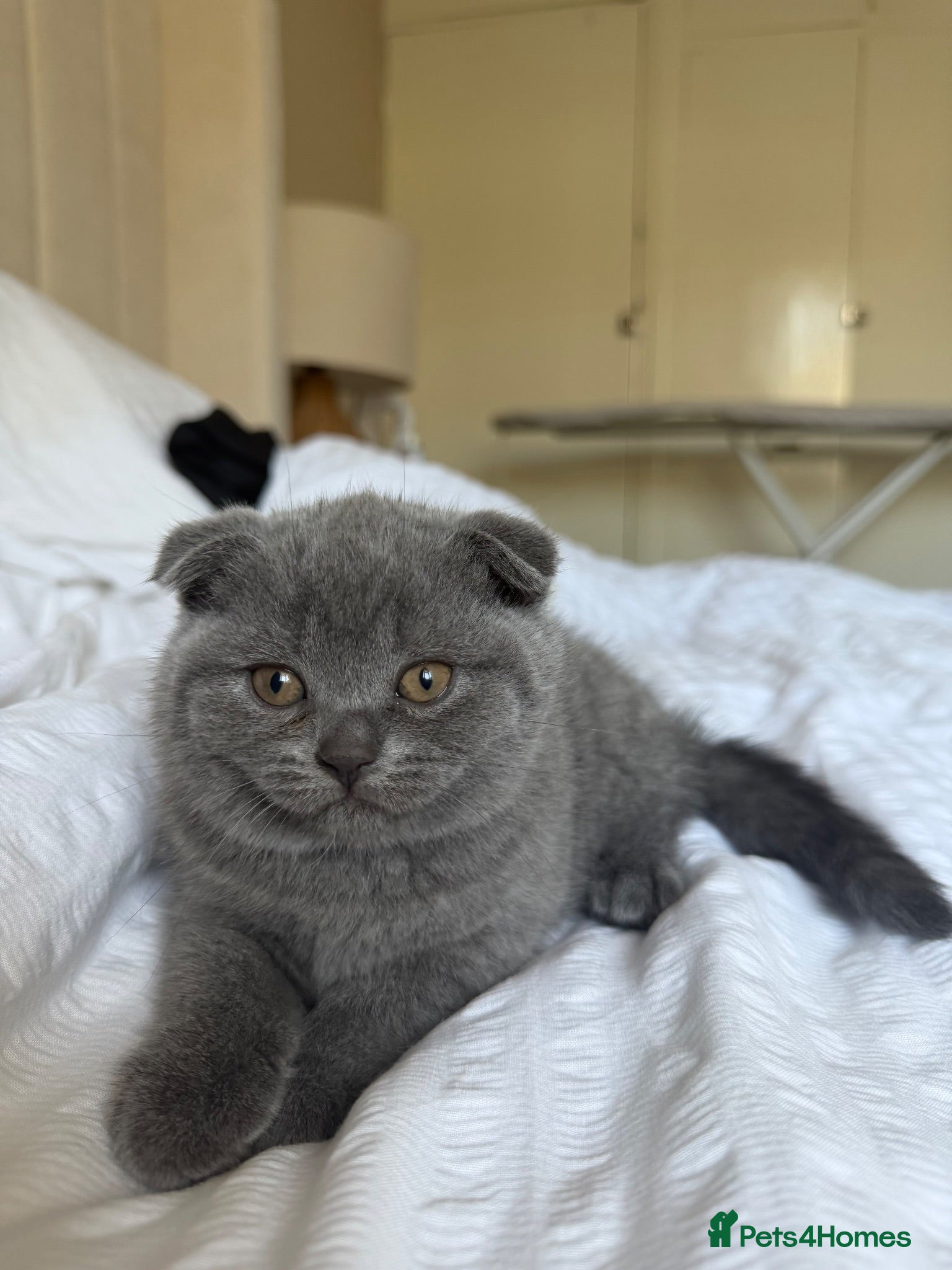 Scottish Fold cats Gorgeous pure blue Scottish folds/straights - Advert 7