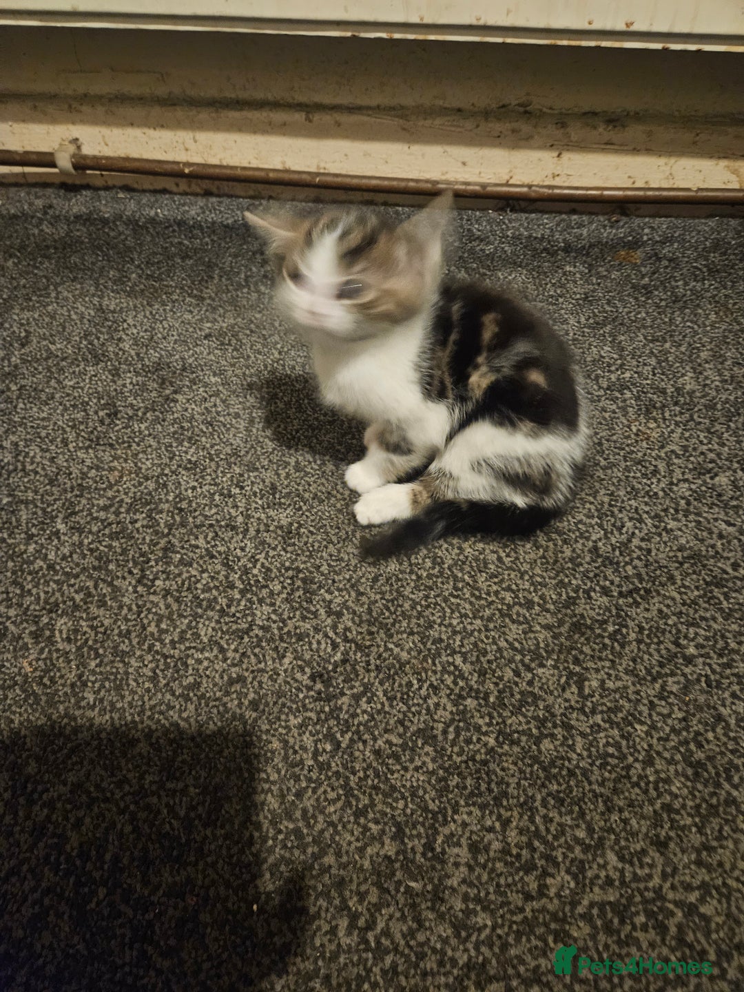 American Shorthair cats for sale: 2 kittens - Advert 6