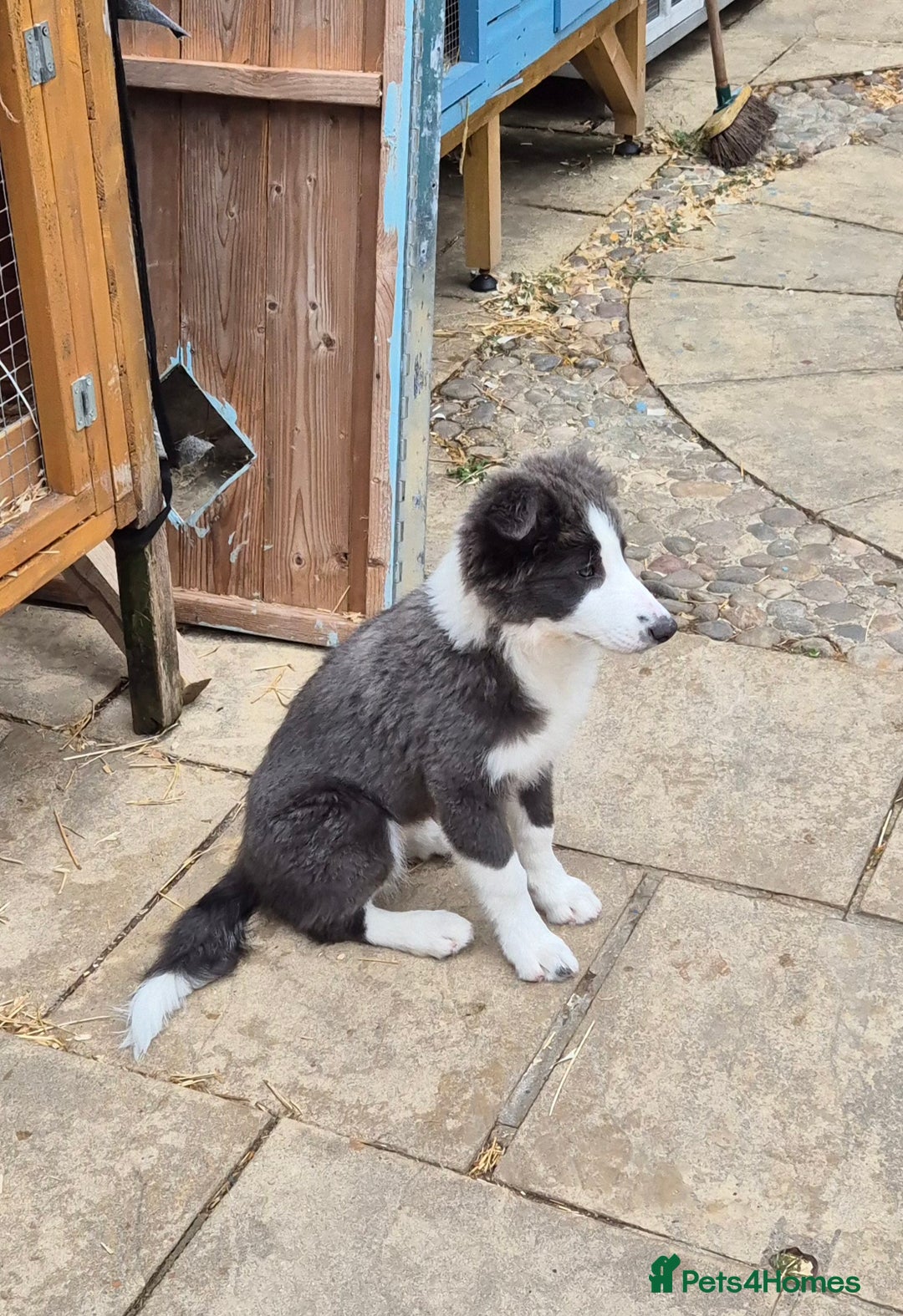 Border Collie dogs for sale: Stunning KC registered blue and white bitch  - Image 10