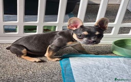 French Bulldog dogs for sale: Female 6 months old French bulldog - Image 4
