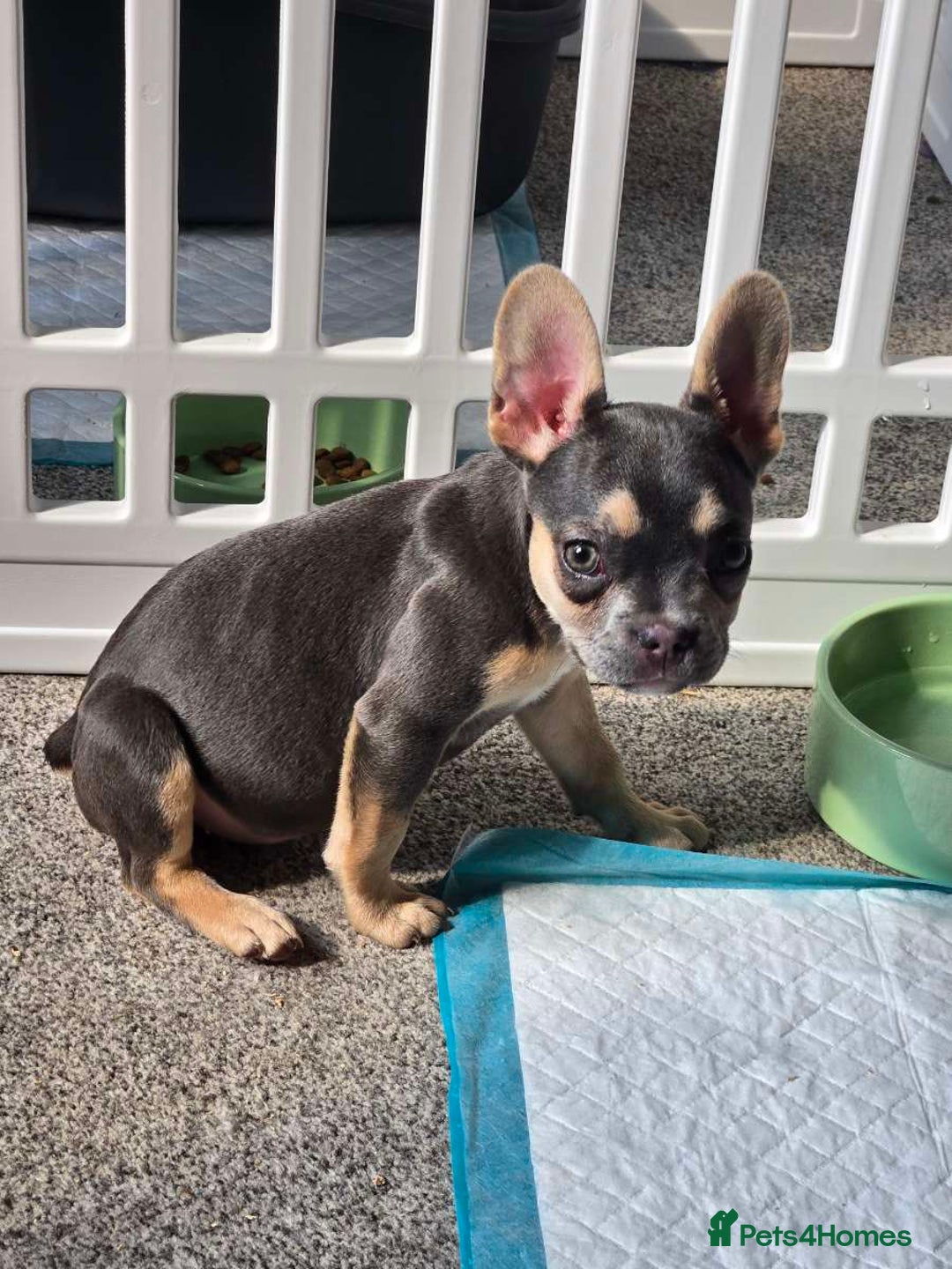 French Bulldog dogs for sale: Female 6 months old French bulldog - Image 4