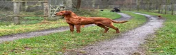 Labrador Retriever dogs for sale: KC Registered Fox Red Labrador Puppies in Brampton - Advert 2
