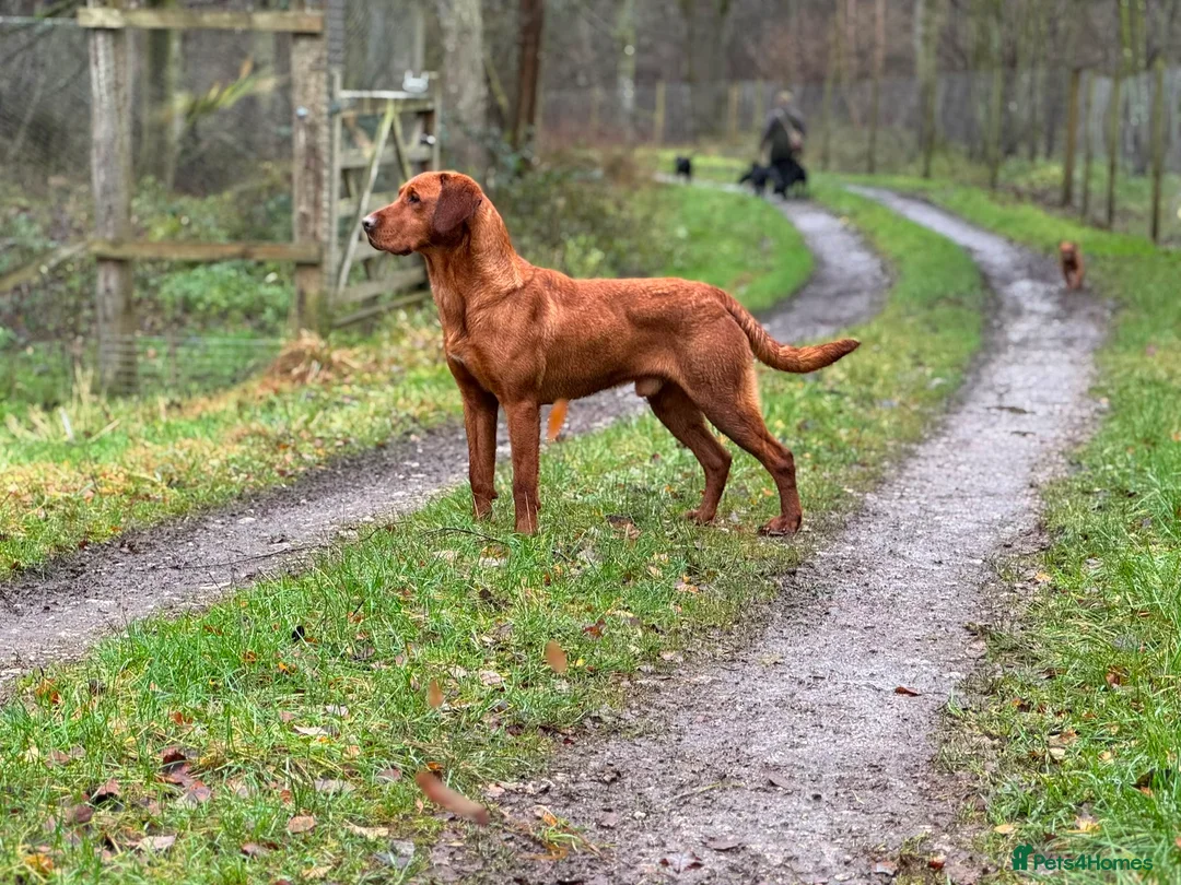 Labrador Retriever dogs for sale: KC Registered Fox Red Labrador Puppies in Brampton - Advert 2