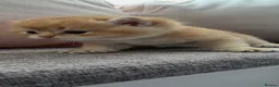 British Shorthair cats for sale: GCCF GOLDEN NY12 and BLUE GOLDEN AY12  - Advert 8