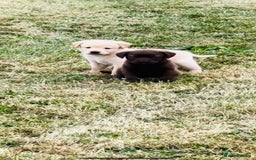 Labrador Retriever dogs for sale: Pedigree Labrador Puppies  - Image 2