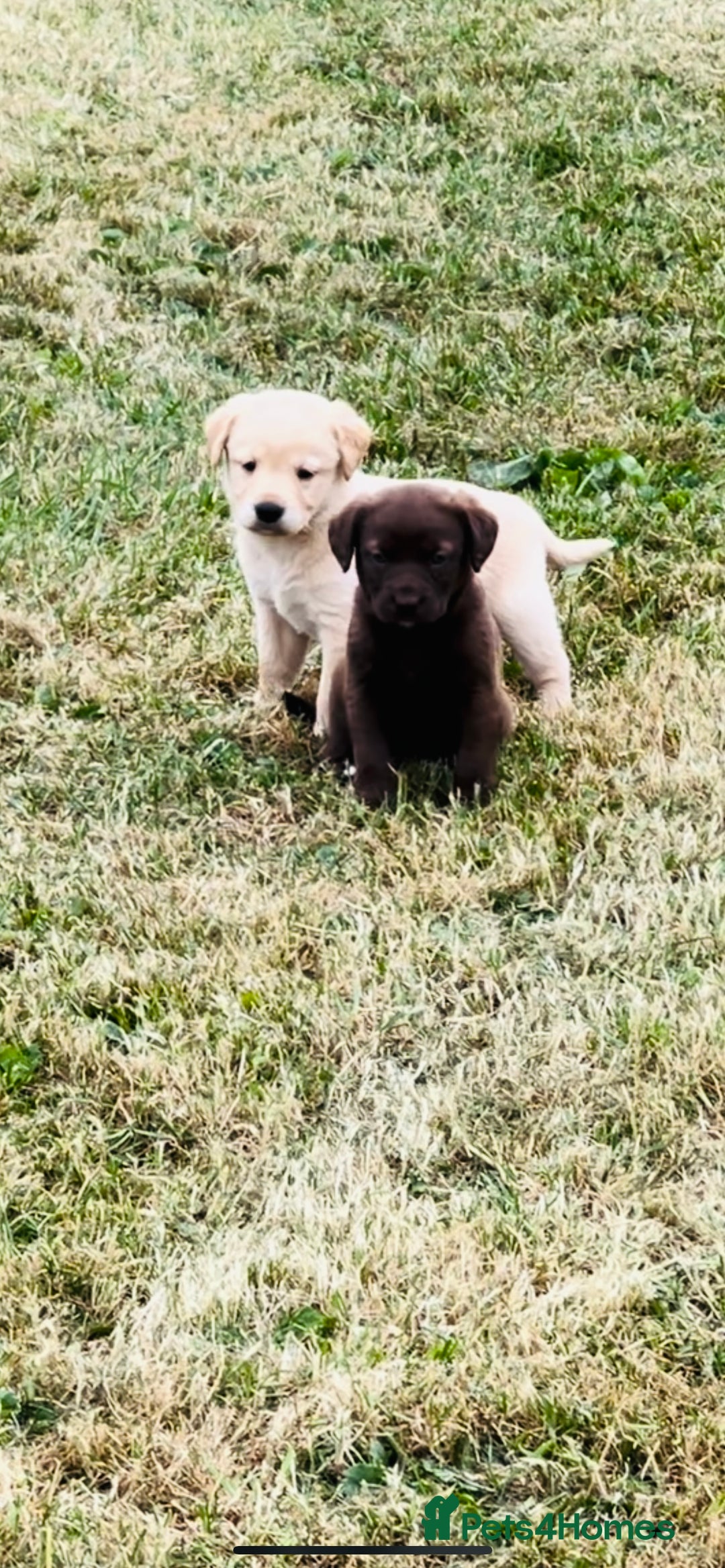 Labrador Retriever dogs for sale: Pedigree Labrador Puppies  - Image 2