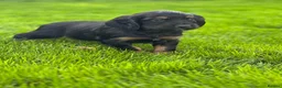 Cocker Spaniel dogs for sale: **MERLE** cocker spaniel puppies READY TO GO!!  - Advert 14