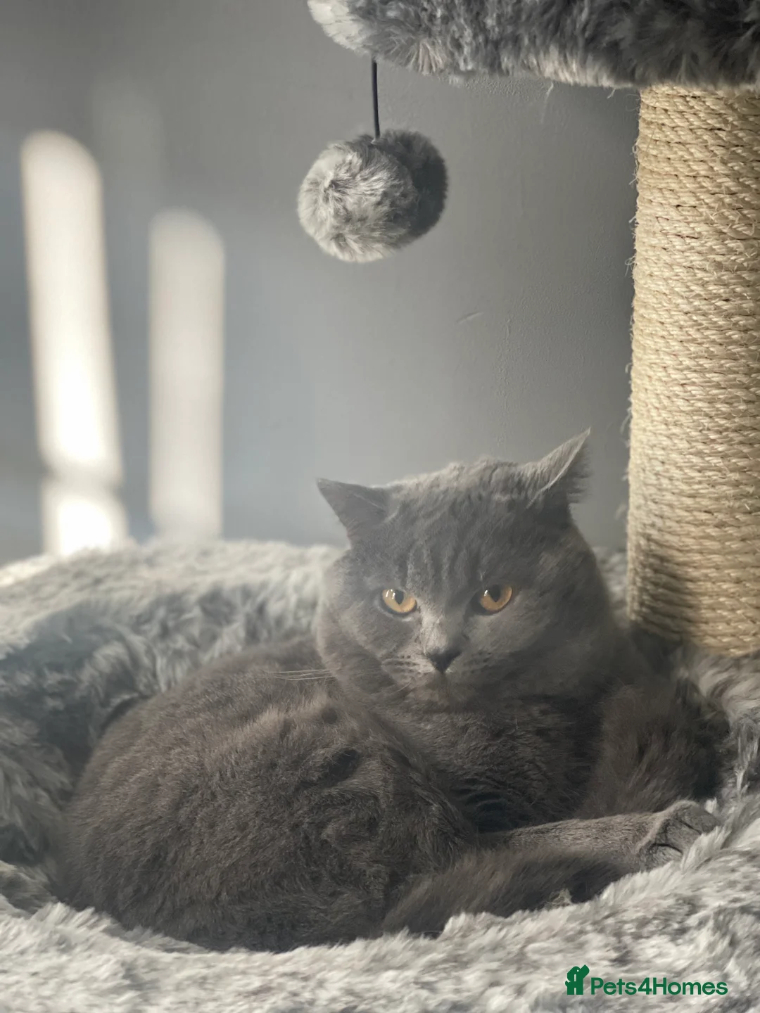 British Shorthair cats for stud: BSH STUD duties CCTV  in Bradford - Advert 4