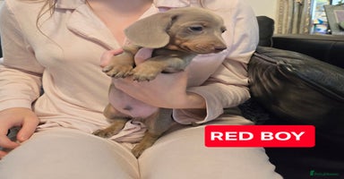 Miniature Dachshund dogs - Advert 12