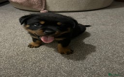 Rottweiler dogs for sale: Rottweiler puppies - Image 3