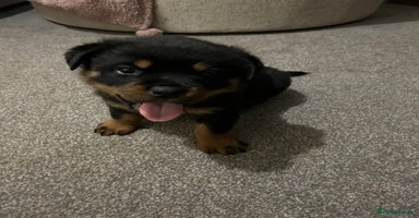 Rottweiler dogs - Advert 12
