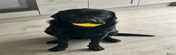 Labrador Retriever dogs for sale: Black male Labrador called bruno - Advert 12