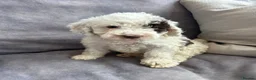 Goldendoodle dogs for sale: Australian goldendoole puppies chocolate  - Advert 14