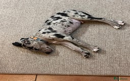 Mixed Breed dogs for sale: Border/Bullie Cross Merle Male Puppy 11 Weeks - Image 2