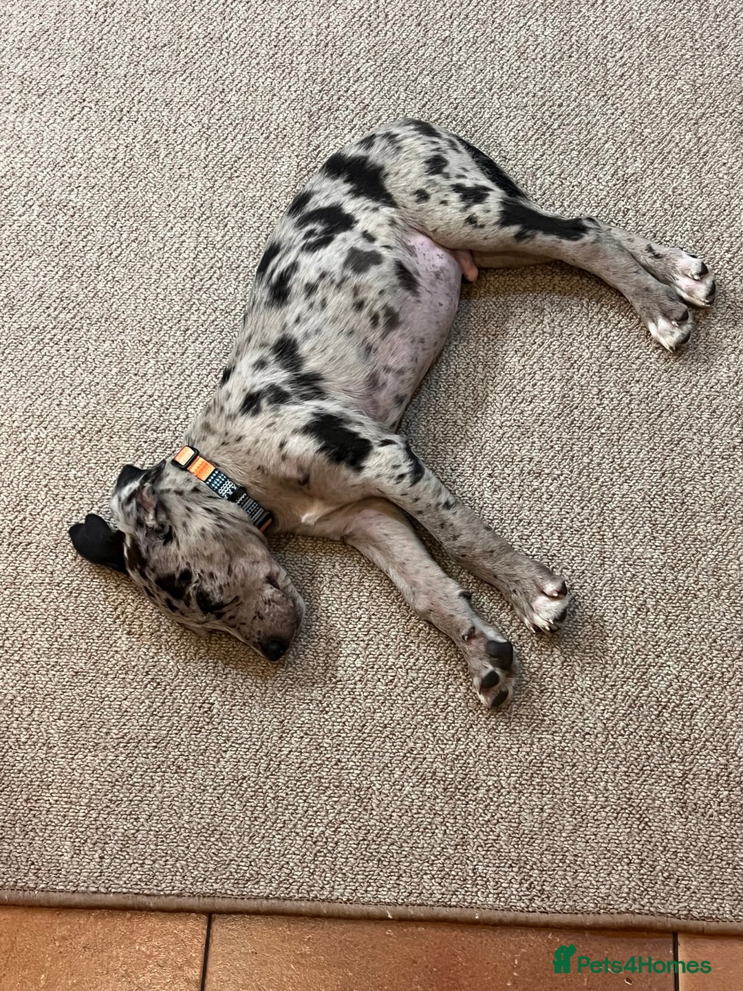 Mixed Breed dogs for sale: Border/Bullie Cross Merle Male Puppy 11 Weeks - Image 2