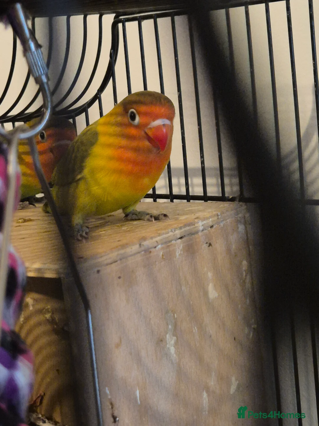 Lovebirds birds for sale: Lovebirds - Advert 2