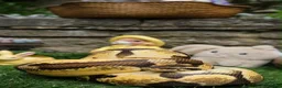 Python Snake reptiles for sale: Pastel Enchi Royal Python with 4 foot setup - Advert 2