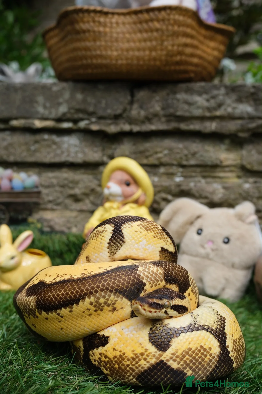 Python Snake reptiles for sale: Pastel Enchi Royal Python with 4 foot setup - Advert 2