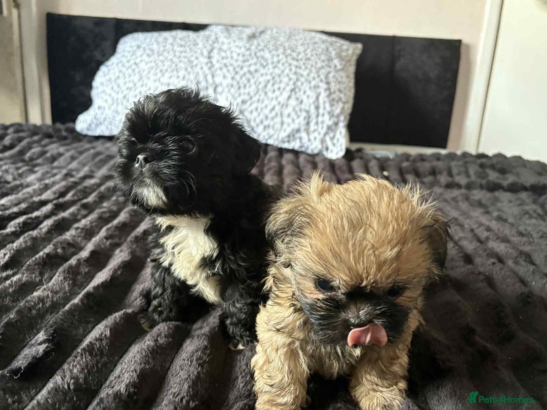 Mixed Breed dogs for sale: Beautiful pups - Image 3