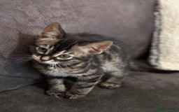 Bengal cats for sale: Half bengal boy kitten 16 weeks old  - Image 6