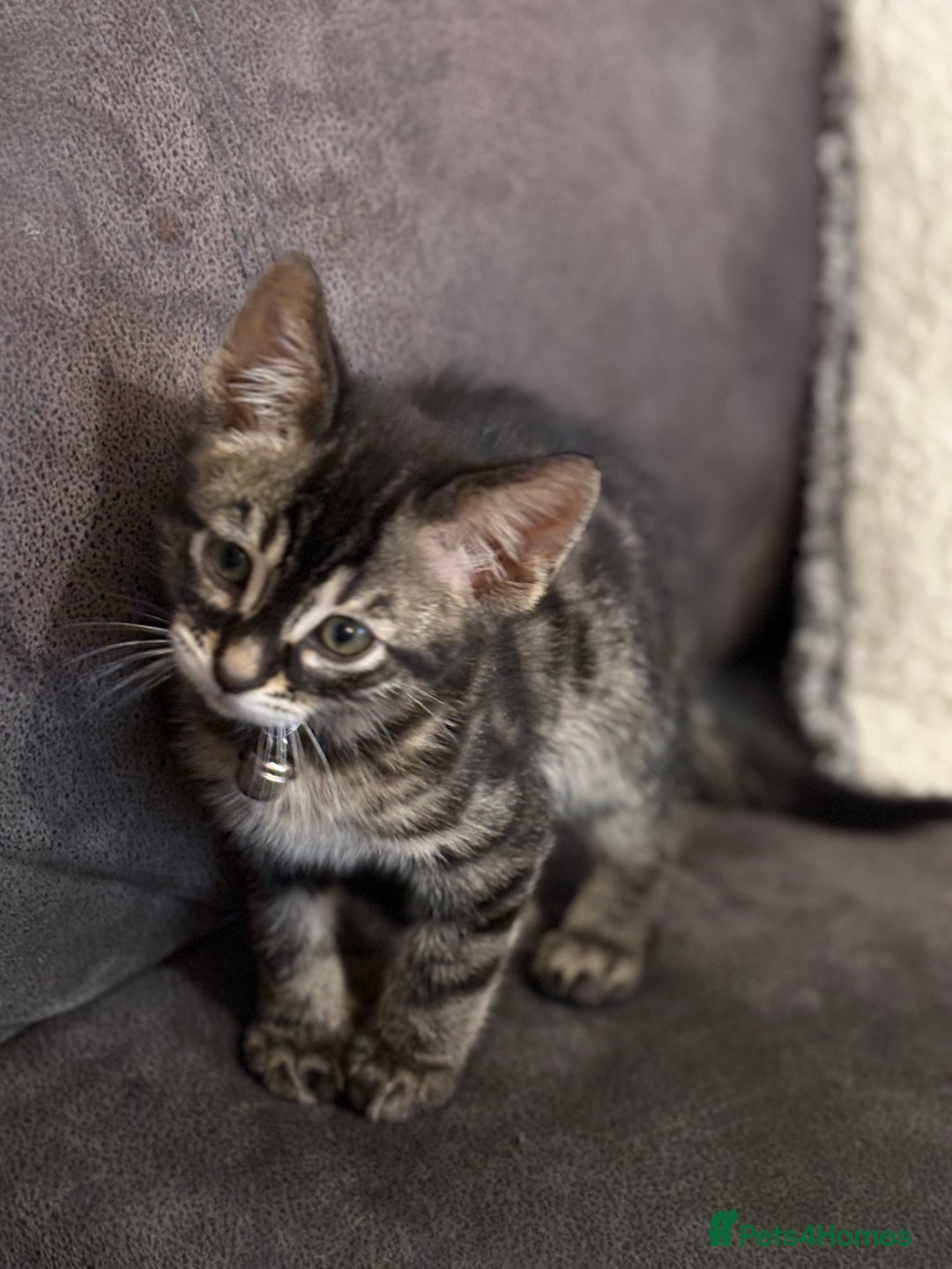 Bengal cats for sale: Half bengal boy kitten 16 weeks old  - Image 6