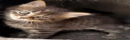 Siberian cats for sale: New imported lines Siberian kittens - Advert 5