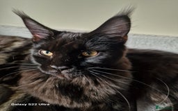 Maine Coon cats for sale: Studing solid black females🎀🐈‍⬛ - Image 5