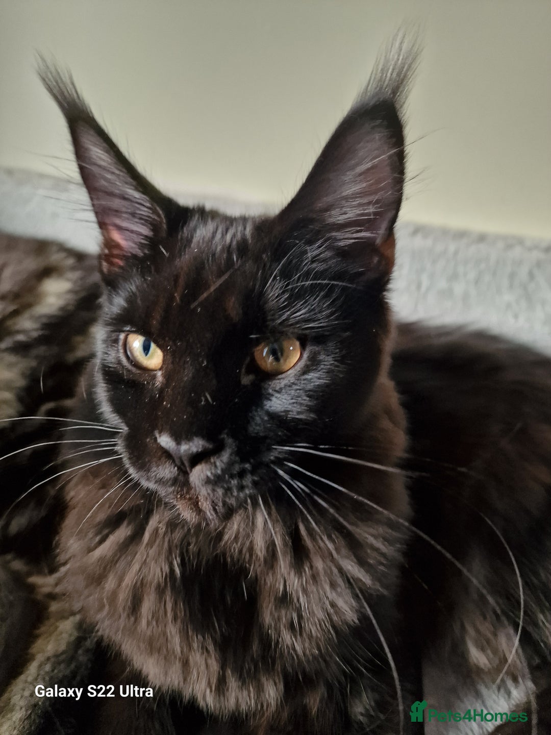 Maine Coon cats for sale: Studing solid black females🎀🐈‍⬛ - Image 5
