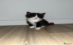 Ragdoll cats for sale: Ragdoll cross  - Image 6