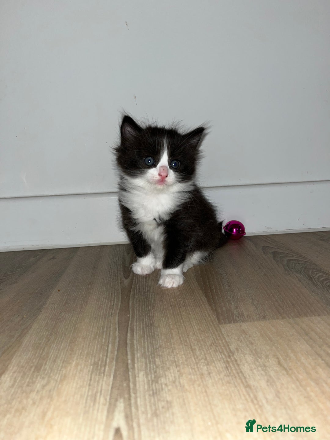 Ragdoll cats for sale: Ragdoll cross  - Image 6