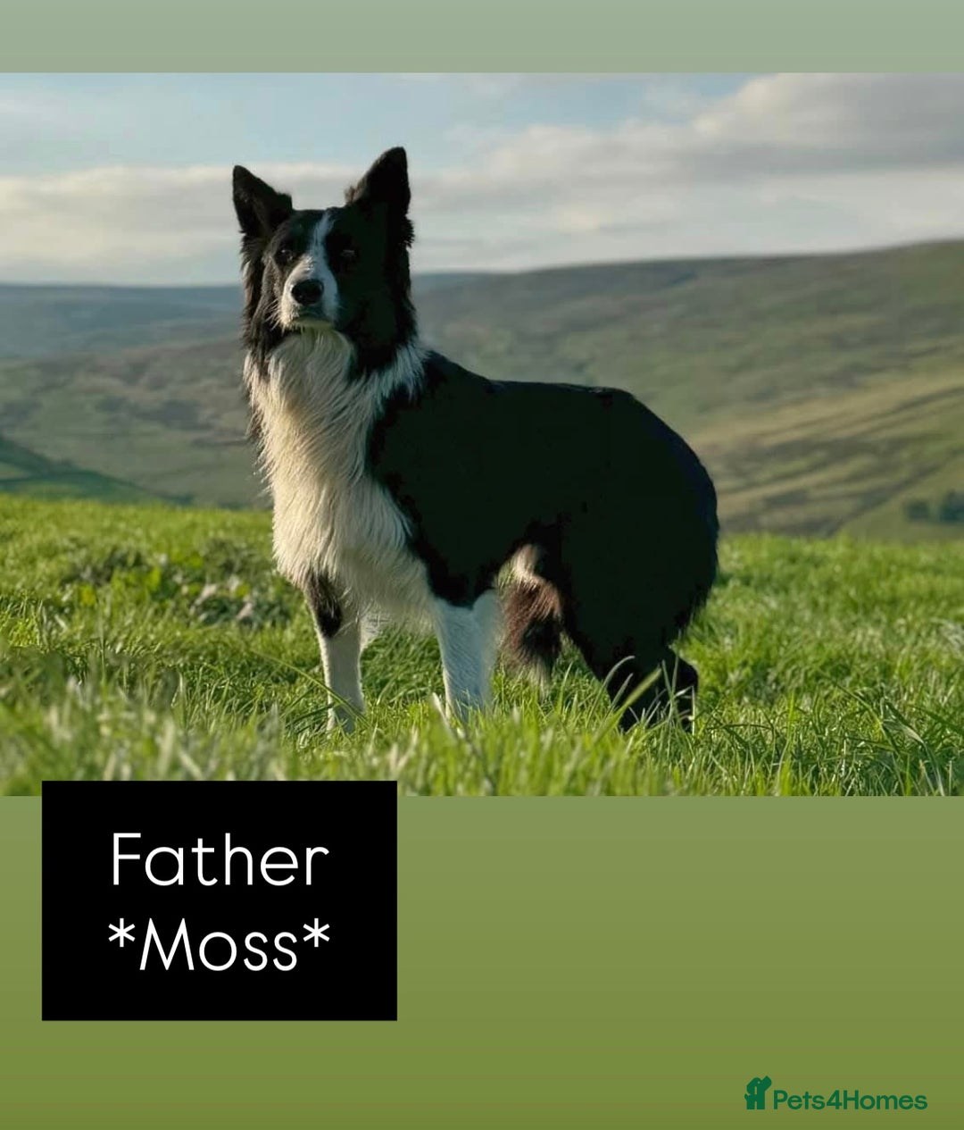 Border Collie dogs for sale: Lovely Border Collie Puppies For Sale - Image 4